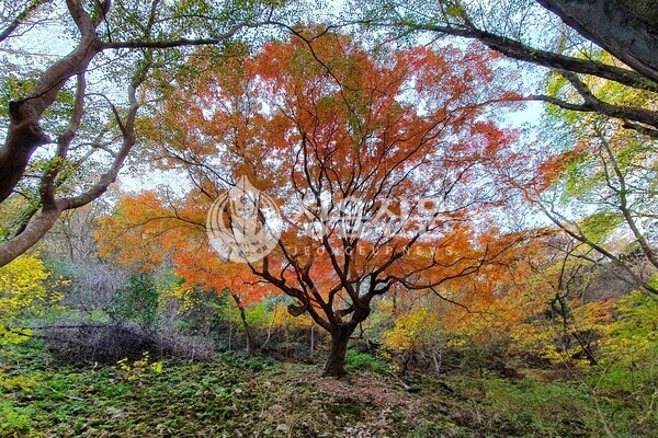 -사진은 내장산 조선왕조실록길 인근 경사지에 자라고 있는 천연기념물 단풍나무