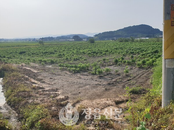 -사진은 고부지역 논콩 재배지 모습